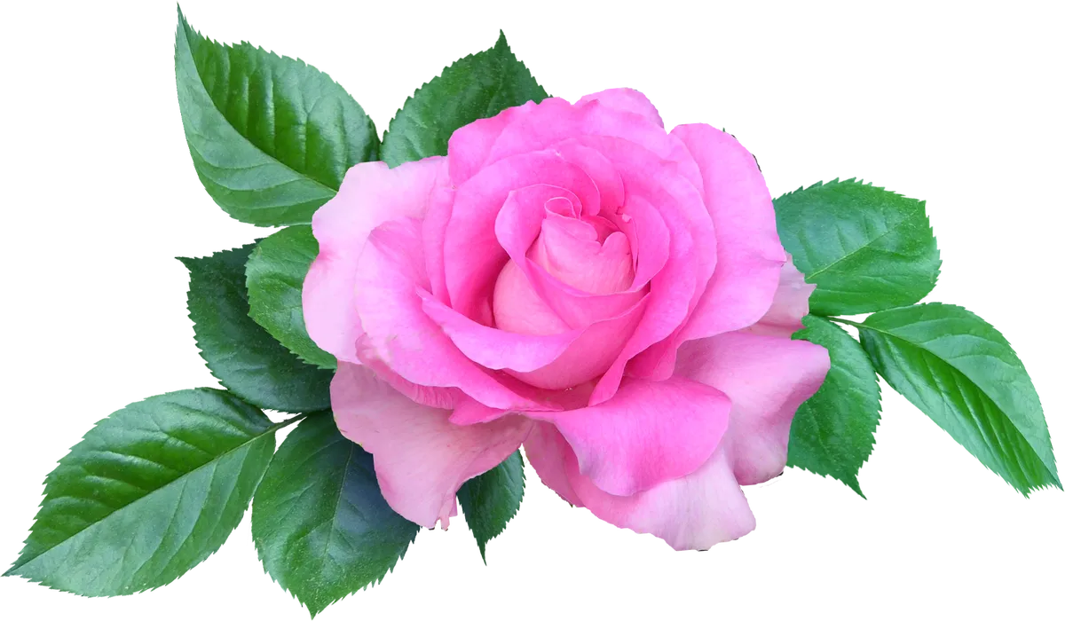 flower1